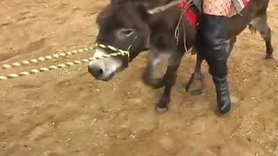 Brunette in fishnet pantyhose is railing on enormous donkey outdoors