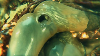 Gifdoozer Super hot Assfuck Sex Strenuous Appetizing Super hot Backside Romped Gaping Backside Assfuck Creampie by Gifdoozer